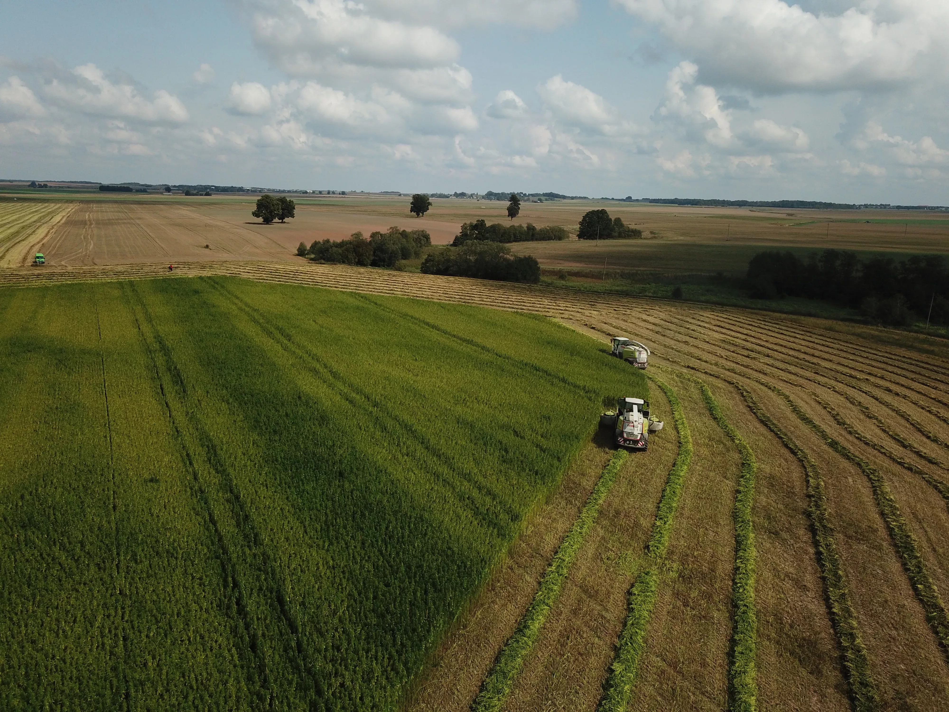Aerial view of flax field with combine harvesting crops