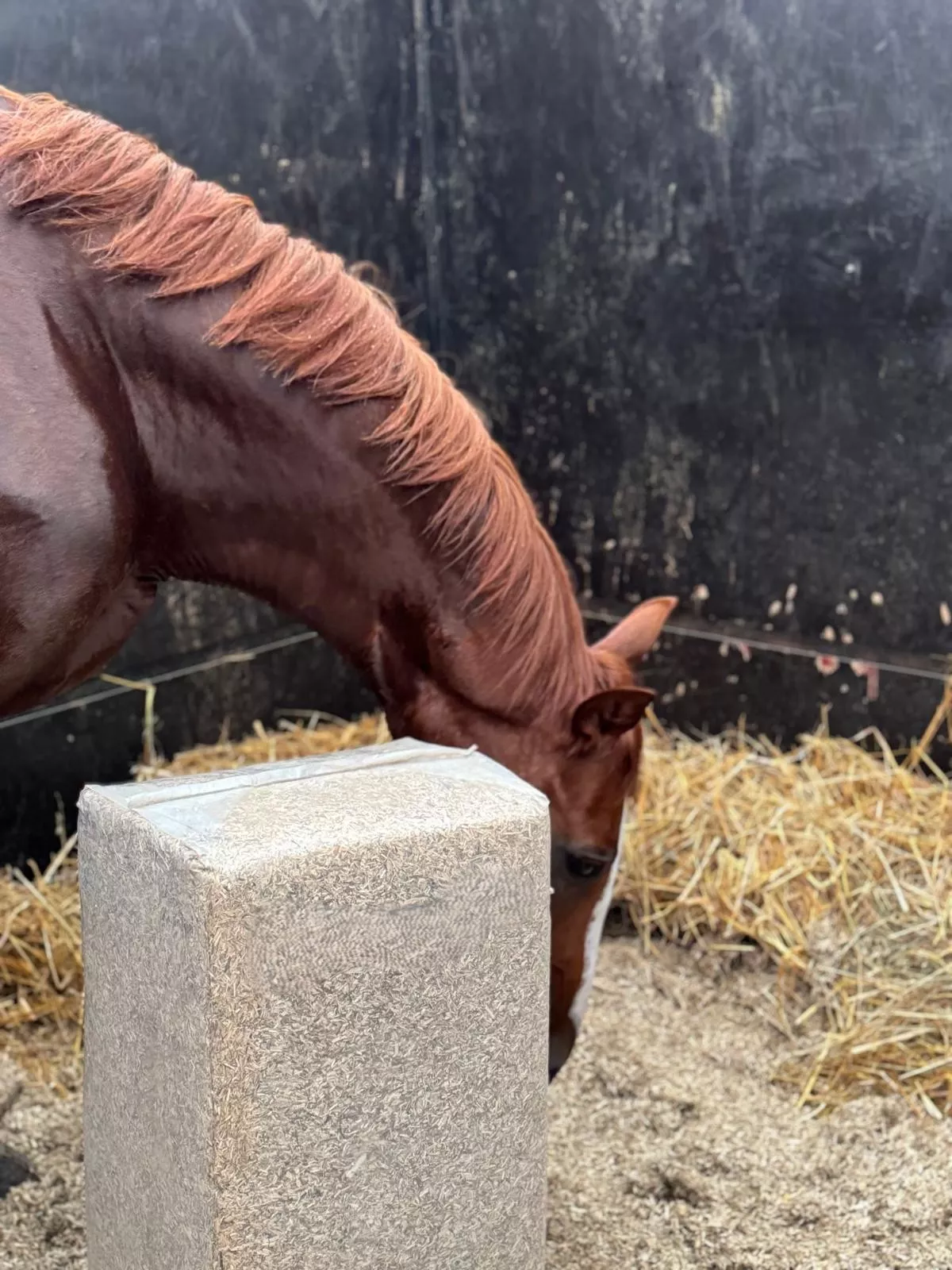 Horse standing on flax bedding with a new LinoBed bale in the stall