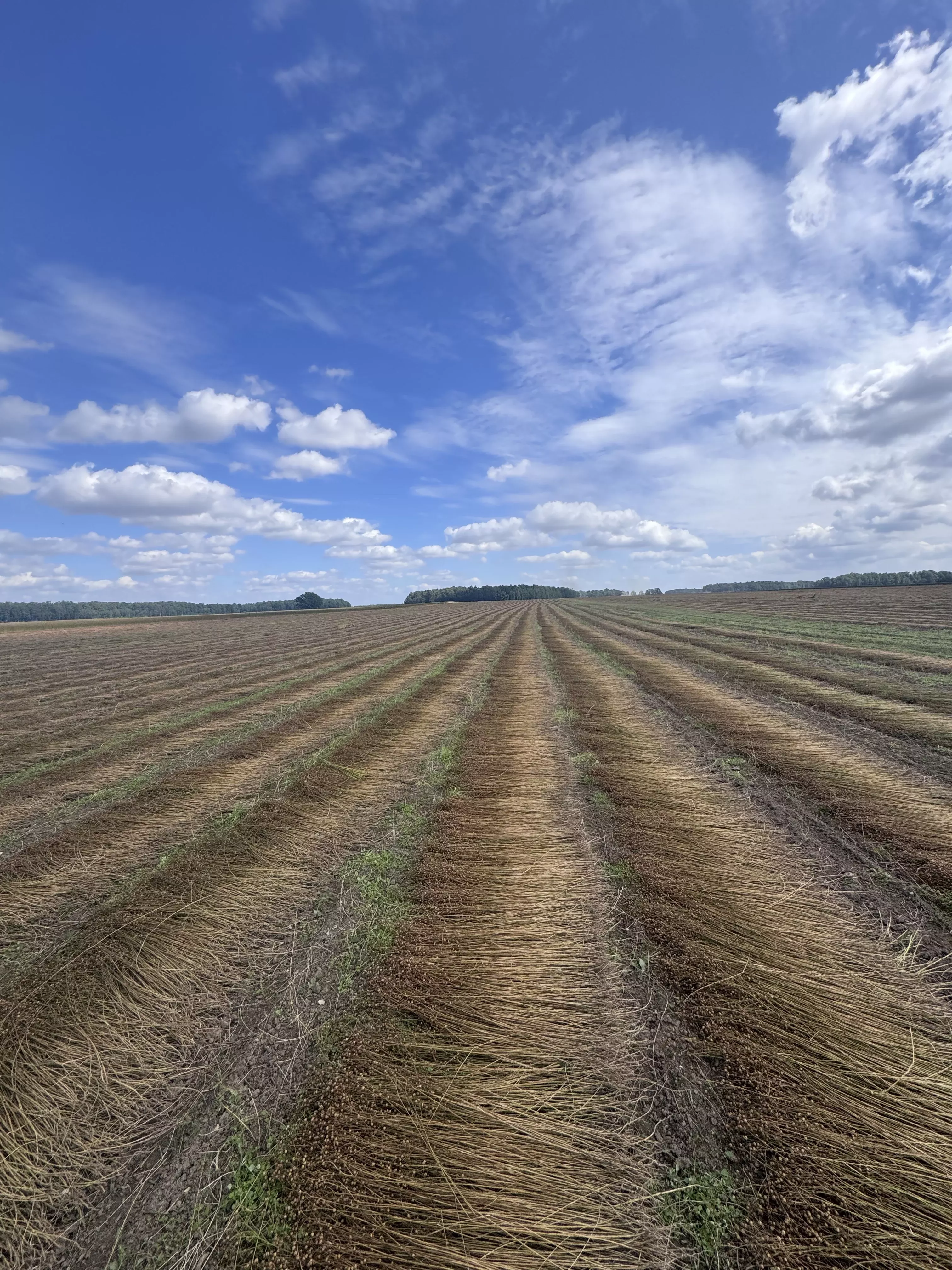 Flax stems lying in rows on a retting field